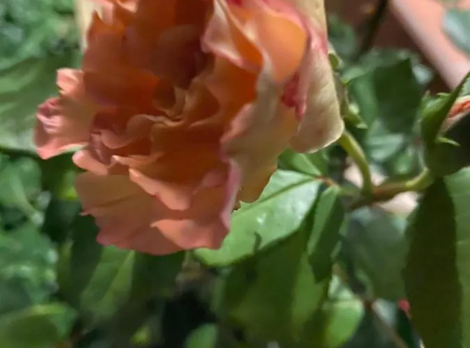 Aparthotel Waldwerk Wurlgrund Lychen